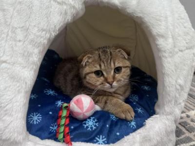 Scottish Fold Boy - Scottish Fold - Gallery Photo #1