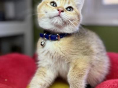 BoZZo - British Shorthair - Gallery Photo #1