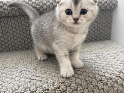 Smokey - Scottish Fold - Gallery Photo #1