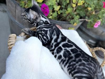 Cherry The Bengal - Bengal - Gallery Photo #1