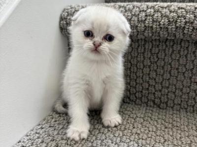 Hunter - Scottish Fold - Gallery Photo #1