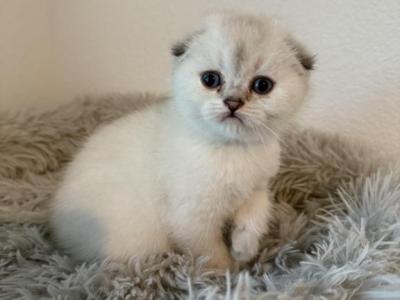 Luv - Scottish Fold - Gallery Photo #1