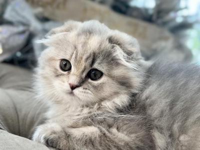 Scootttish Fold Girl - Scottish Fold - Gallery Photo #1