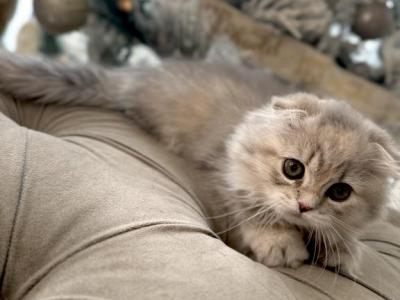 Scottish Fold - Scottish Fold - Gallery Photo #1