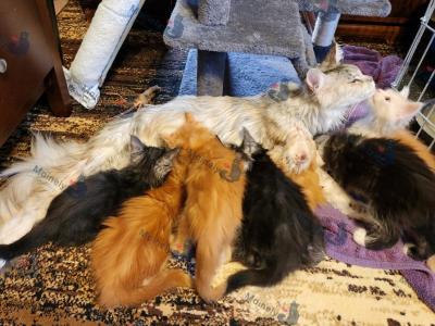 The Fine Nine - Maine Coon - Gallery Photo #1