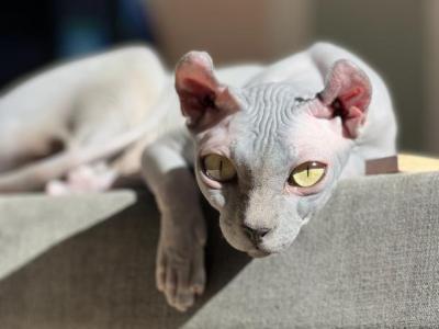 Vera - Sphynx - Gallery Photo #1