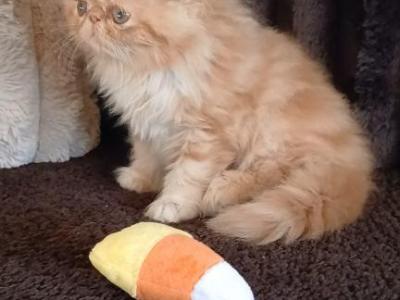 Gorgeous CFA Registered ELH Male Kitten ELM - Persian - Gallery Photo #1