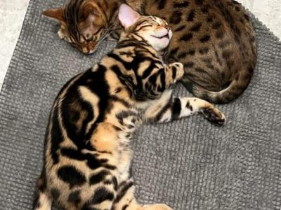 Shelby & Benny - Bengal - Gallery Photo #1