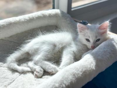 Available Turkish Angora Kittens - Turkish Angora - Gallery Photo #1