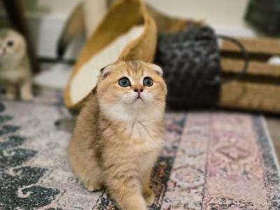 Coco - Scottish Fold - Gallery Photo #1