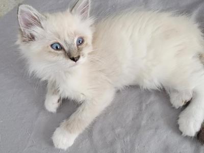 Male Ragdoll - Ragdoll - Gallery Photo #1