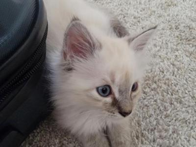 Female Ragdoll - Ragdoll - Gallery Photo #1