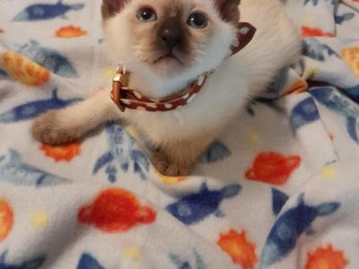 Gardinia S   Siamese Kittens - Siamese - Gallery Photo #1