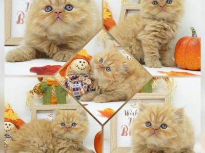 CFA Ready Health Tested Finn - Persian - Gallery Photo #1