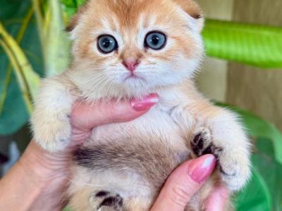 Scottish Fold Golden Male - Scottish Fold - Gallery Photo #1