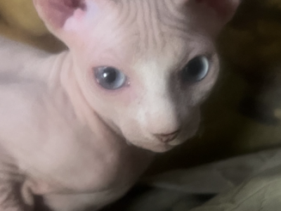 Max - Sphynx - Gallery Photo #1