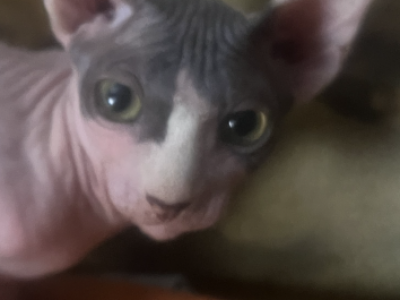 Nadia - Sphynx - Gallery Photo #1