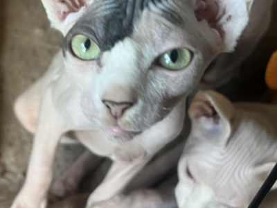 Lizza - Sphynx - Gallery Photo #1