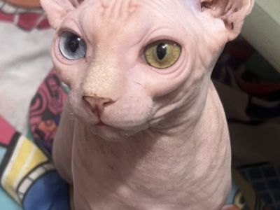 Allan - Sphynx - Gallery Photo #1