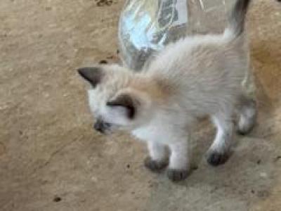 Bandit Litter Oct 24 MALE - Siamese - Gallery Photo #1