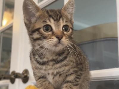 Spotted Bengal Kittens - Bengal - Gallery Photo #1