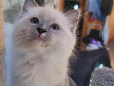 Harvey - Ragdoll - Gallery Photo #1