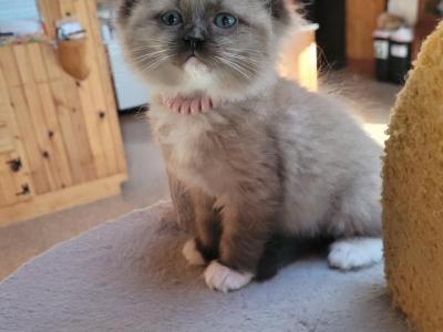 Molly - Ragdoll - Gallery Photo #1