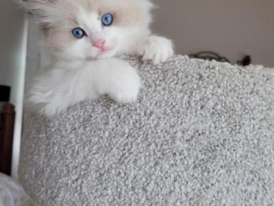 Sunny - Ragdoll - Gallery Photo #1