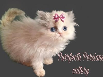 Color Pointed And Calico Persian Babies - Persian - Gallery Photo #1