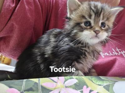 Tootsie Poly - Maine Coon - Gallery Photo #1