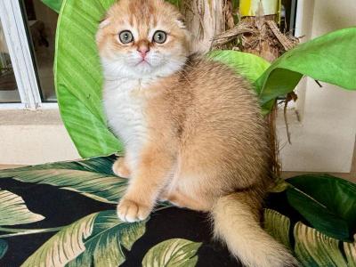 Scottish Fold Golden  Male - Scottish Fold - Gallery Photo #1