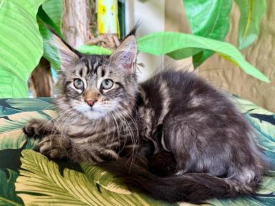 Maine Coon Forest Brown  Female - Maine Coon - Gallery Photo #1