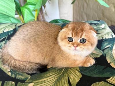 Scottish  Fold  Golden  Male - Scottish Fold - Gallery Photo #1