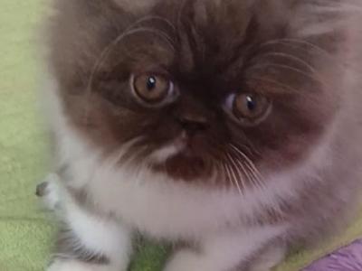 READY NOW Female ELH  Persian Kitten IRIS - Exotic - Gallery Photo #1