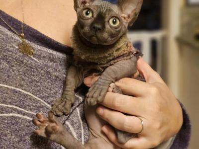 Sphynx Bambino Kitten - Sphynx - Gallery Photo #1