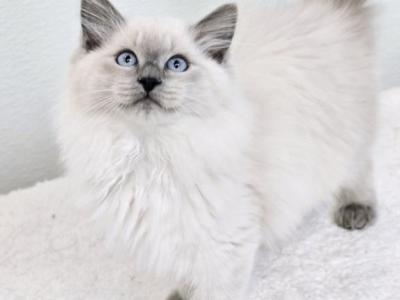 Bueatiful Ragdoll Boy - Ragdoll - Gallery Photo #1