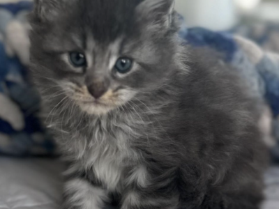 Earl Grey From Olympia Autumn Litter - Maine Coon - Gallery Photo #1