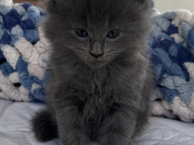 Lady Grey From Olympia Autumn Litter - Maine Coon - Gallery Photo #1