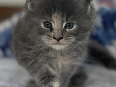 Jasmine From Olympia Autumn Litter - Maine Coon - Gallery Photo #1