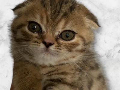 Tiger - Scottish Fold - Gallery Photo #1