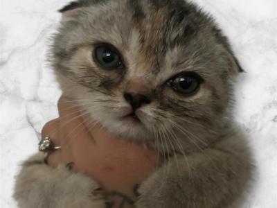 Diamond - Scottish Fold - Gallery Photo #1