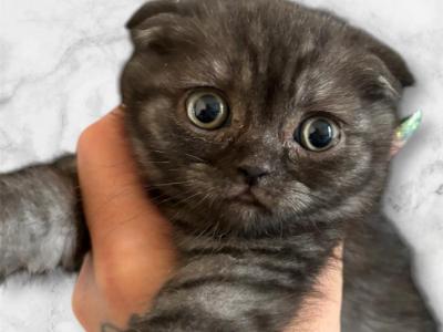 Onyx - Scottish Fold - Gallery Photo #1