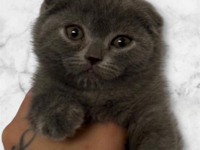 Wolfie - Scottish Fold - Gallery Photo #1