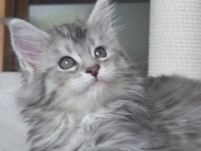 Dianna - Maine Coon - Gallery Photo #1