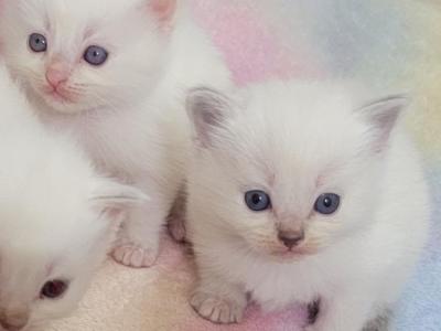 Christmas Kittens - Ragdoll - Gallery Photo #1