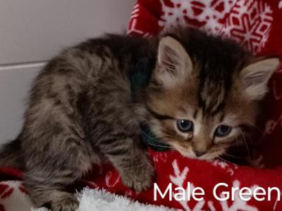 Gerty And Jonsey's Christmas Cuddle Coming - Siberian - Gallery Photo #1