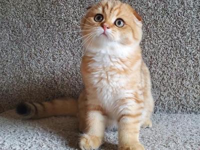 Scottish Fold Baby - Scottish Fold - Gallery Photo #1