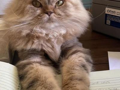 Lola - Persian - Gallery Photo #1