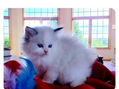 Sweet Pea - Siberian - Gallery Photo #1