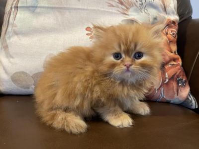 Red Male Persian - Persian - Gallery Photo #1